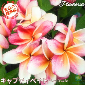 _S̉z~^ vA LveBxCg 5X^_[hi큙WOWbNX nCACt[ eBpjG tWpj A c MѐA nC ^C ^q`