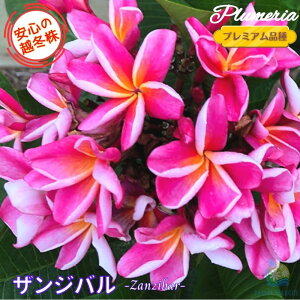 _S̉z~^ vA UWo 5v~Ai큙WOWbNX nCACt[ eBpjG tWpj A c MѐA nC ^C ^q` 