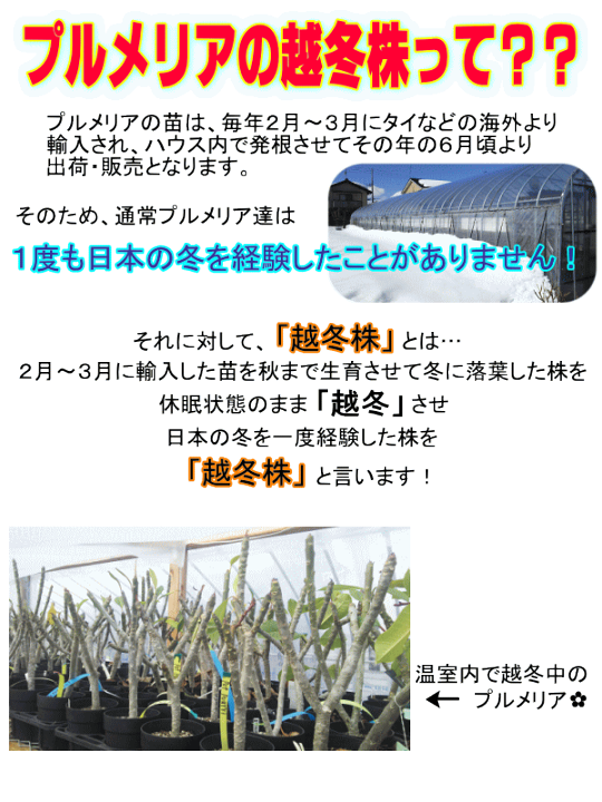 楽天市場】＼安心の越冬株／ 特別セレクト プルメリア レモン