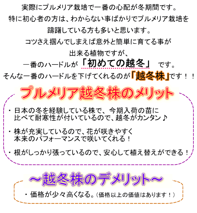 『#Tipanie』 #ティパニエ #プルメリア Amazon.co.jp: プルメリア ミスティーク 5号鉢 ☆スタンダード