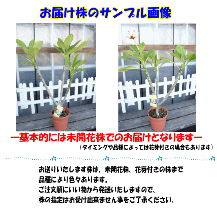 楽天市場 予約商品 6月上旬より発送 送料無料 安心の越冬株 特別セレクトプルメリア苗 ディバイン 6号鉢大株 スタンダード品種 育て方パンフレット同梱 Tahiti Marche ータヒチマルシェー