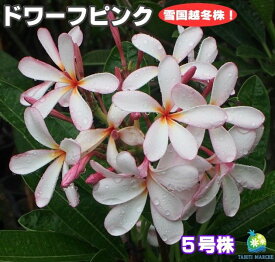 コンプリート シンガポール 花市場 誕生 日 ライン 友達