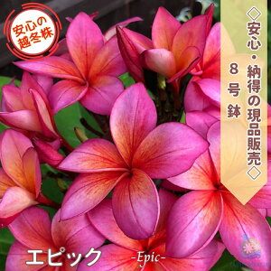 _[II摜̌i̔^劔vA GsbN 8 7} 90cmz~ y2025.8.24Bez