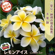 ＼納得！！画像の現品を販売／花芽付き 大株プルメリア レモンアイス 8号鉢 4～15分枝樹高約90cm越冬株 …