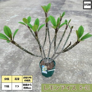 プルメリア 鉢」の人気商品一覧・価格比較 - 価格.com