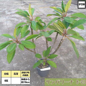 _[II摜̌i̔^劔vA To[i 8 5`6} 90`110cmz~ y2025.9.19Bez