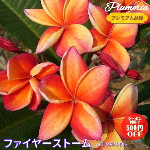 生花 レイの人気商品 通販 価格比較 価格 Com