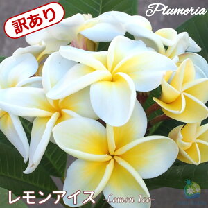 X[p[SALE 20%OFFI_A^ vAc 5X^_[hi큙WOWbNX nCACt[ eBpjG tWpj A c MѐA nC ^C 