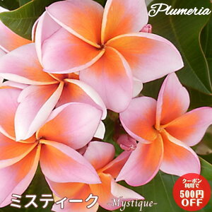 生花 レイの人気商品 通販 価格比較 価格 Com