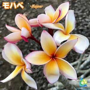 プルメリア 生花の人気商品 通販 価格比較 価格 Com