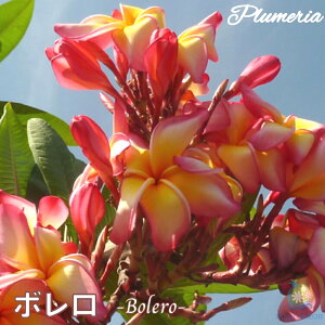 _S̉z~^ vA { AO[hc 5X^_[hi큙WOWbNX nCACt[ eBpjG tWpj A c MѐA nC ^C ^q