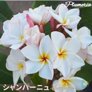 vA Vp[j AO[hc 5X^_[hi큙WOWbNX nCACt[ eBpjG tWpj A c MѐA nC ^C ^q` 