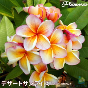 vA fU[gTCY AO[hc 5X^_[hi큙WOWbNX nCACt[ eBpjG tWpj A c MѐA nC ^C ^q` 