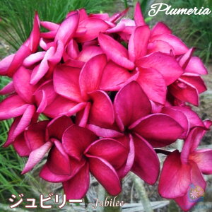 �v�������A �W���r���[ A�O���[�h�c 5���� ���X�^���_�[�h�i�큙�v�������A�c �W�����O���W���b�N�X �n���C�A�����C�t�����[ �e�B�p�j�G �t�����W�p�j ���A�� �c �M�ѐA�� �n���C �^�C �^�q
