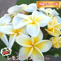 楽天市場】プルメリア（鉢花｜花・観葉植物）：花・ガーデン・DIYの通販