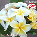 ◆花芽付き◆ 一番人気品種 プルメリア レモンアイス Aグレード苗 5号鉢☆スタンダード品種☆ジャングルジャックス ハワイアンレイフラワー ティパニエ フランジパニ 鉢植え 苗 熱帯植物 ハワイ タイ タヒチ 送料無料