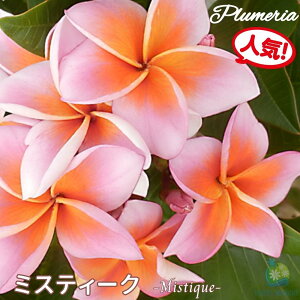 vA ~XeB[N AO[hc 5X^_[hi큙WOWbNX nCACt[ eBpjG tWpj A c MѐA nC ^C ^q` 