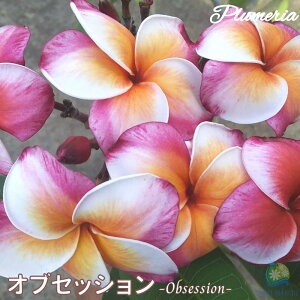 vA IuZbV 5X^_[hi큙WOWbNX nCACt[ eBpjG tWpj A c MѐA nC ^C ^q` 