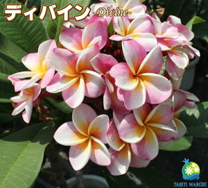 苗 プルメリアの人気商品 通販 価格比較 価格 Com