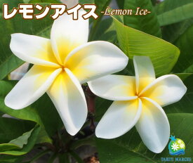 楽天市場 ハワイ プルメリア 苗木の通販