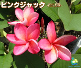 楽天市場 苗 プルメリアの通販