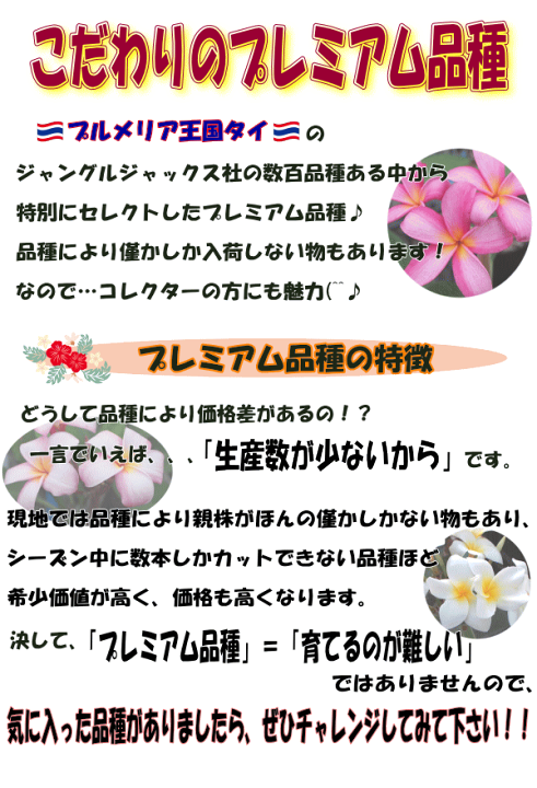 『#Tipanie』 #ティパニエ #プルメリア Amazon.co.jp: プルメリア ミスティーク 5号鉢 ☆スタンダード