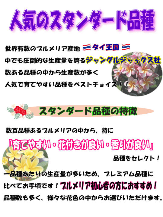 楽天市場】プルメリア フラメンコ Aグレード苗 5号鉢