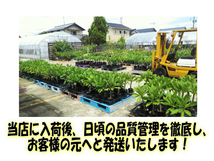 楽天市場】◇花芽付き◇ プルメリア ミスティーク Aグレード苗 5