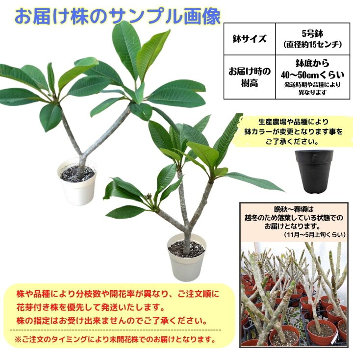 楽天市場】プルメリア カリフォルニアサンセット Aグレード苗 5号鉢 