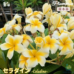 �v�������A �Z���_�C�� 5���� �ڂ��ؕc���^�C���A�����n���C�A�����C�t�����[ �e�B�p�j�G �t�����W�p�j ���A�� �c �M�ѐA�� �n���C �^�C �^�q�` ��������