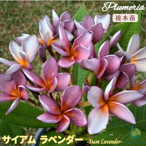 �v�������A �T�C�A�����x���_�[ 5���� �ڂ��ؕc���^�C���A�����n���C�A�����C�t�����[ �e�B�p�j�G �t�����W�p�j ���A�� �c �M�ѐA�� �n���C �^�C �^�q�` ��������