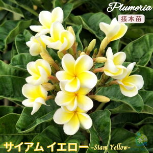 �v�������A�T�C�A���C�G���[ 5�������^�C���A�����n���C�A�����C�t�����[ �e�B�p�j�G �t�����W�p�j ���A�� �c �M�ѐA�� �n���C �^�C �^�q�` ��������