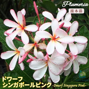 �v�������A �h���[�t�V���K�|�[���s���N 5�����@�ڂ��ؕc���^�C���A�����n���C�A�����C�t�����[ �e�B�p�j�G �t�����W�p�j ���A�� �c �M�ѐA�� �n���C �^�C �^�q�` ��������