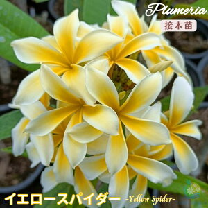 �v�������A �C�G���[�X�p�C�_�[ 5���� �ڂ��ؕc���^�C���A�����n���C�A�����C�t�����[ �e�B�p�j�G �t�����W�p�j ���A�� �c �M�ѐA�� �n���C �^�C �^�q�` ��������