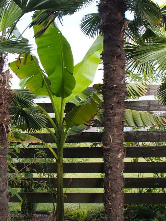 楽天市場 希少品種 耐寒性バナナ バショウ 6号鉢大株ジャパニーズバナナ 耐寒性バナナ 芭蕉の木 バナナの木 Tahiti Marche ータヒチマルシェー
