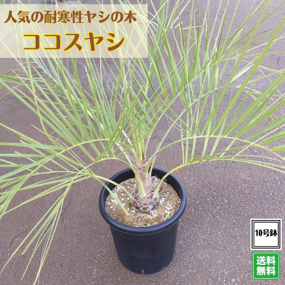 【楽天市場】人気の耐寒性ヤシの木 《ココスヤシ 10号鉢 樹高
