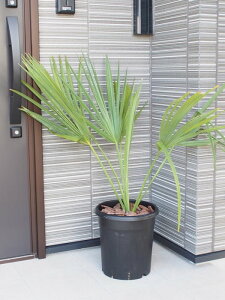 観葉植物 ヤシの木 庭の人気商品 通販 価格比較 価格 Com