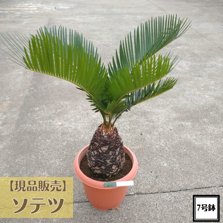 楽天市場】＼現品販売／ 《特A品株 ソテツ 7号株》寒さに強いリゾート 