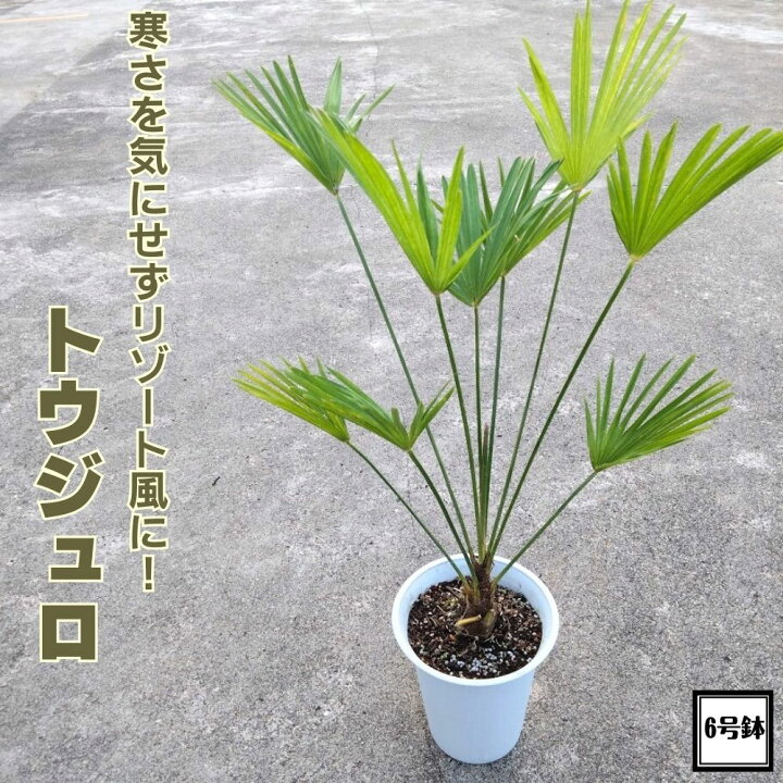 楽天市場】耐寒性抜群！！お手軽リゾート風樹木《トウジュロ 6号鉢 