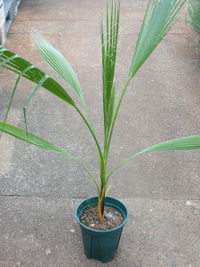 観葉植物 ワシントンヤシの人気商品 通販 価格比較 価格 Com