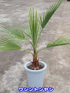 観葉植物 ワシントンヤシの人気商品 通販 価格比較 価格 Com