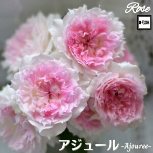 k\񏤕il_XIWi8dl^ oc AW[ 8 2Nc ږؕc 8 2Nc ږؕcFL to_[YhDX[ ͖{o o c c KN lG