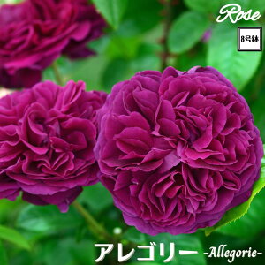 k\񏤕il_XIWi8dl^ oc AS[ 2Nc ږؕc S VuDelbard fo[ o c c KN ΂ lG炫 