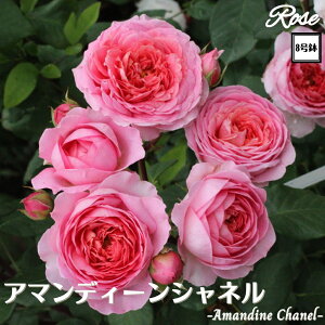 k\񏤕il_XIWi8dl^ oc A}fB[Vl 8 2Nc ږؕcS Vu[YGUILLOT M[ o c c KN JԂ炫 