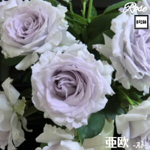 k\񏤕il_XIWi8dl^ oc ij 2Nc ږؕc HT nCubgeB o c c KN ΂ lG炫 