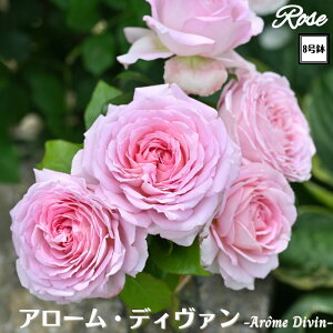 k\񏤕il_XIWi8dl^ oc A[fB@2Nc ږؕc HT nCubgeBDelbard fo[ o c c KN ΂ lG炫 