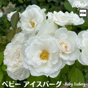 k\񏤕il_XIWi8dl^ oc xr[ACXo[O 8 2Nc ږؕcFL to_o c c KN lG炫 