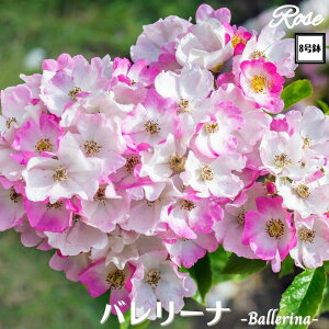 k\񏤕il_XIWi8dl^ oc o[i 2Nc ږؕc CL NC~O[Y o o c c KN ΂ lG炫 