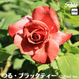 k\񏤕il_XIWi8dl^ oc ubNeB[ 2Nc ږؕc CL NC~O[Y o o c c KN ΂ lG炫 