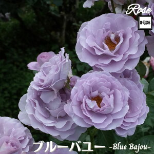 k\񏤕il_XIWi8dl^ oc u[o[ 8 2Nc ږؕcFL to_o c c KN lG炫 